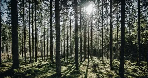 Förnybar energi är nya normen