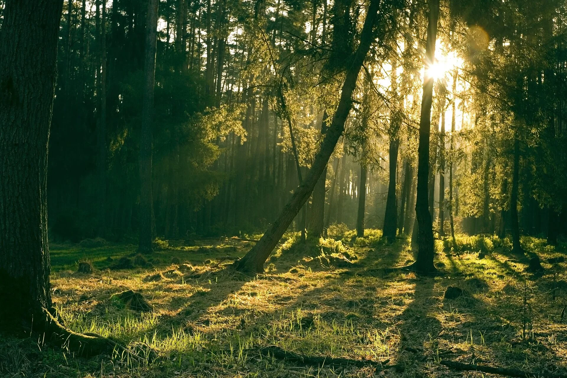 forest